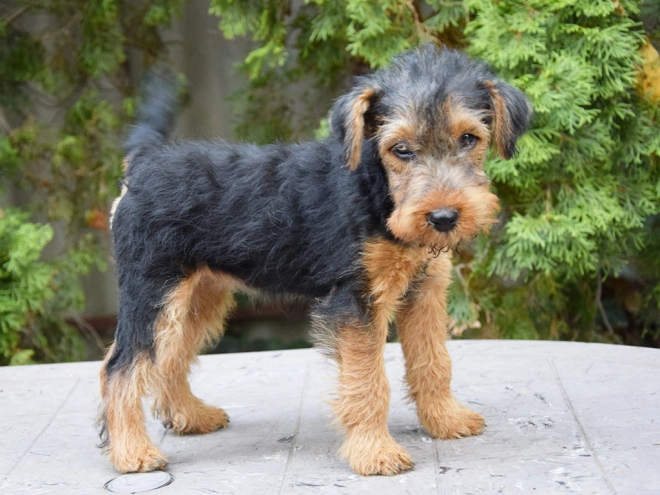 Welsh Terrier Welpe kaufen