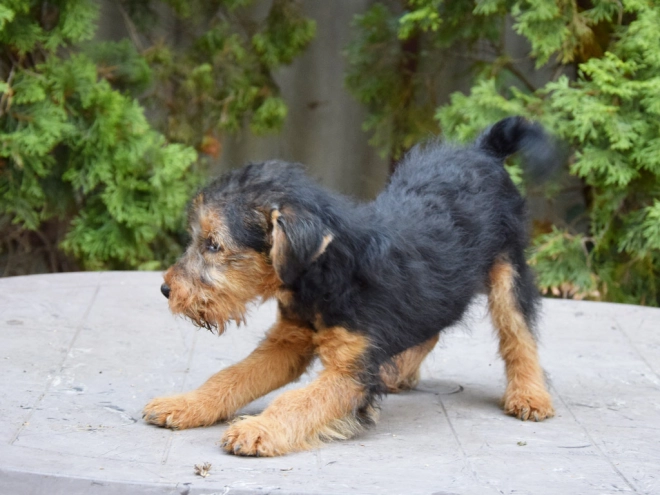 Welsh Terrier Welpe kaufen