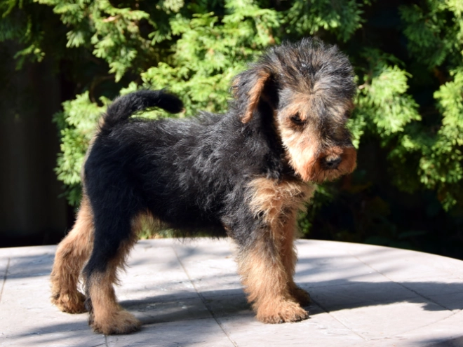 Welsh Terrier Welpe kaufen