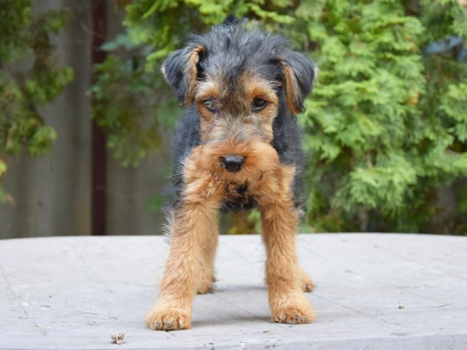 Welsh Terrier Welpe kaufen
