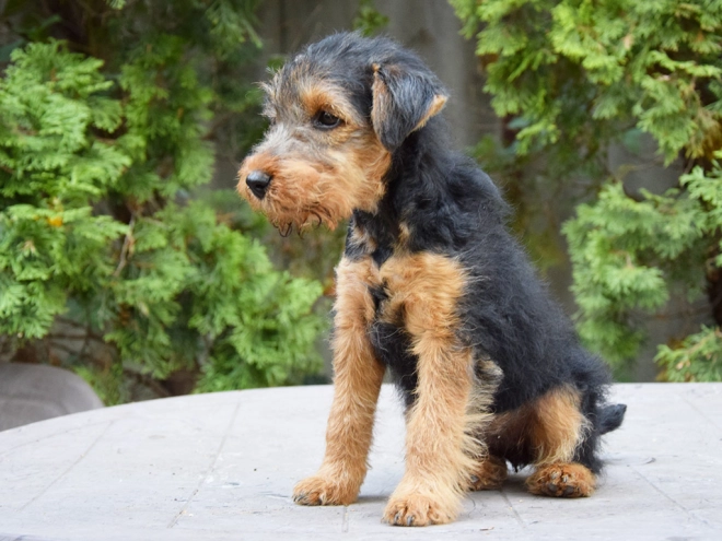 Welsh Terrier Welpe kaufen