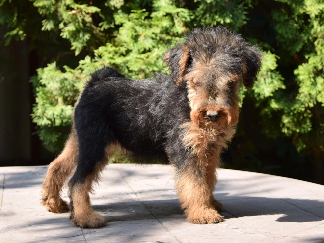 Welsh Terrier Welpe kaufen