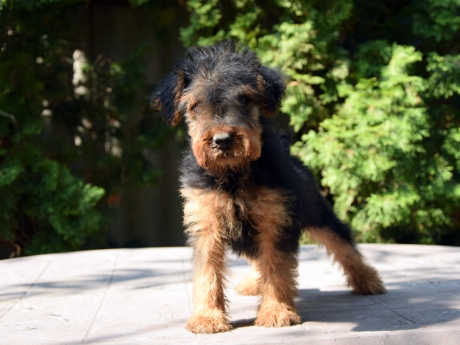 Welsh Terrier Welpe kaufen