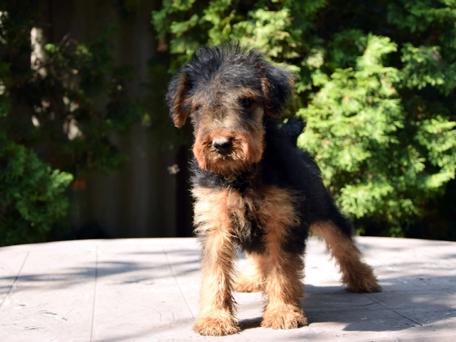 Welsh Terrier Welpe kaufen