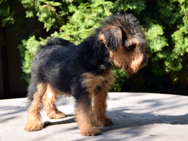 Welsh Terrier Welpe kaufen