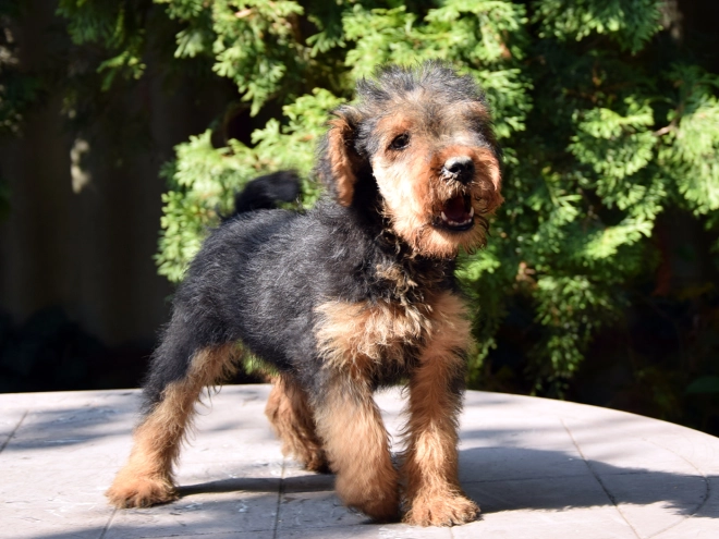 Welsh Terrier Welpe kaufen