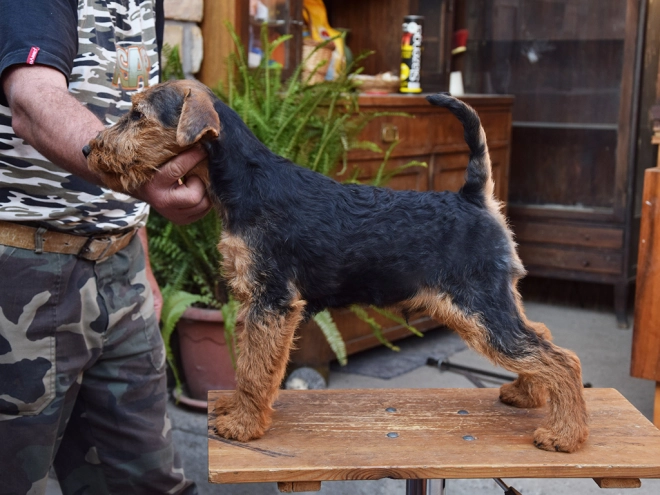 Welsh Terrier puppy for sale