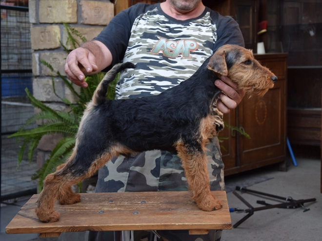 Welsh Terrier puppy for sale
