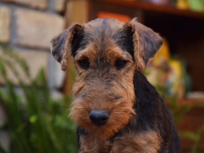 Welsh Terrier puppy for sale