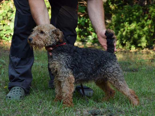 Welsh Terrier Welpe kaufen