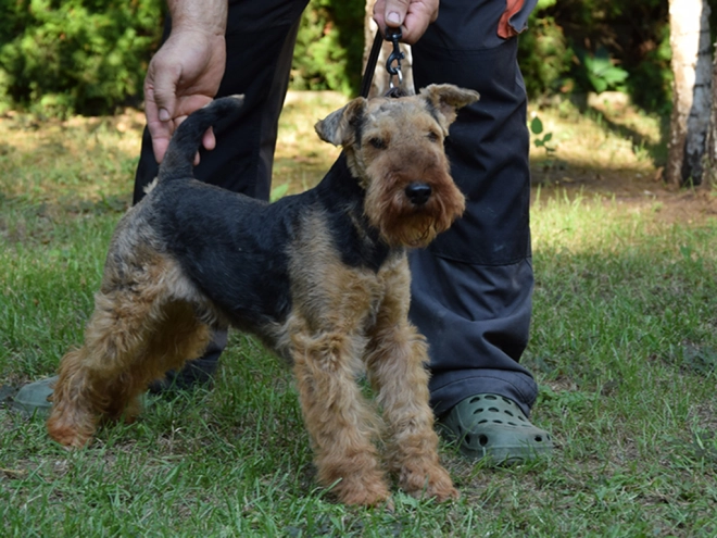 Welsh Terrier Welpe kaufen