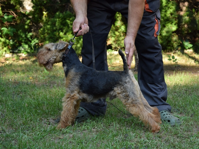 Welsh Terrier Welpe kaufen