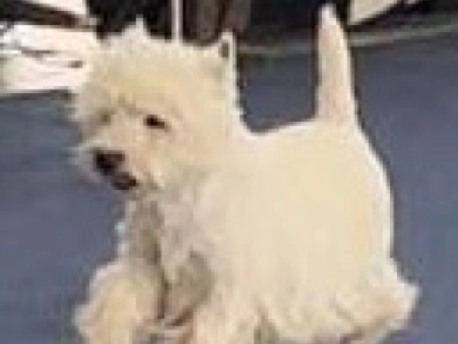 West Highland White Terrier Welpe kaufen