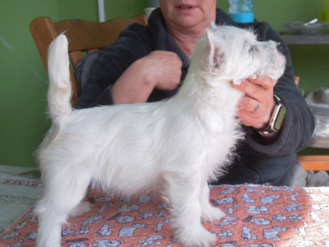 West Highland White Terrier Welpe kaufen