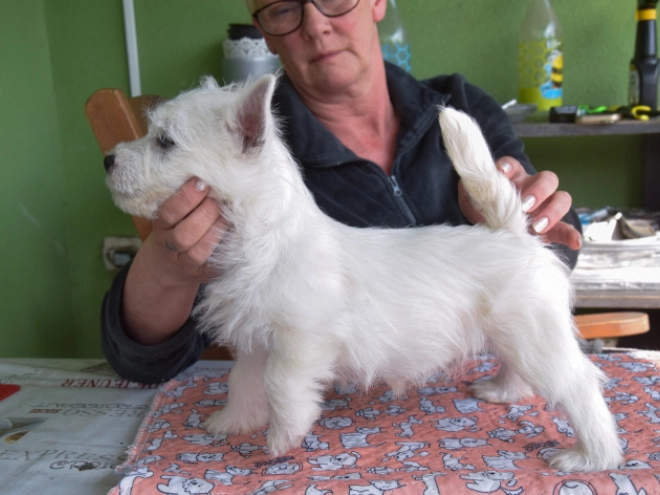 West Highland White Terrier Welpe kaufen