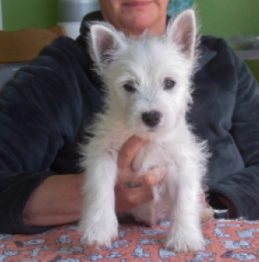 West Highland White Terrier puppy for sale