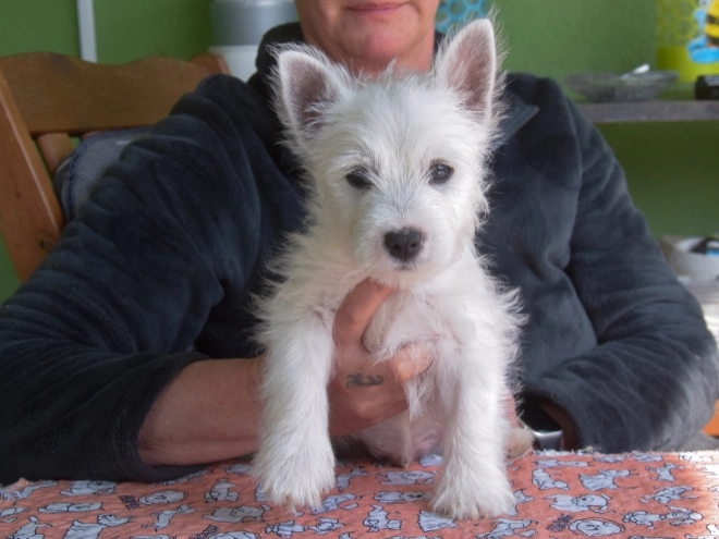 West Highland White Terrier Welpe kaufen