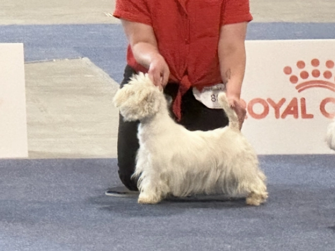 West Highland White Terrier Welpe kaufen