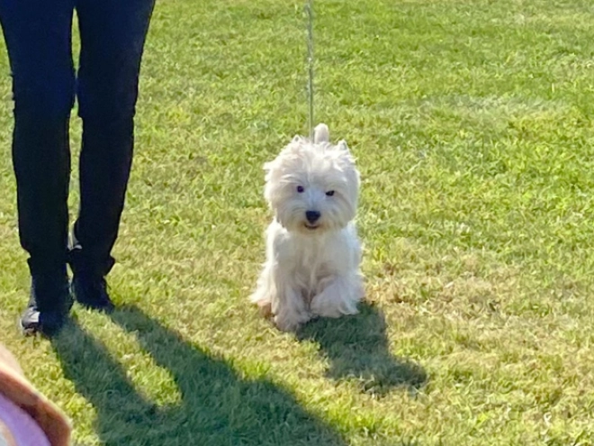 West Highland White Terrier Welpe kaufen