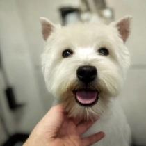 West Highland White Terrier puppy for sale