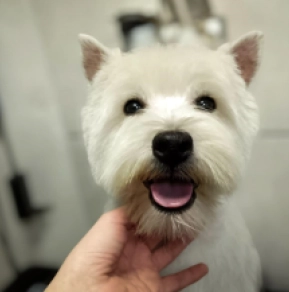 Perros Terrier West Highland White en venta