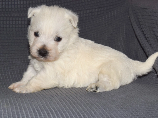 Perros Terrier West Highland White en venta
