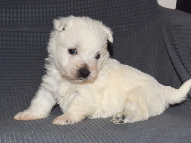 Perros Terrier West Highland White en venta