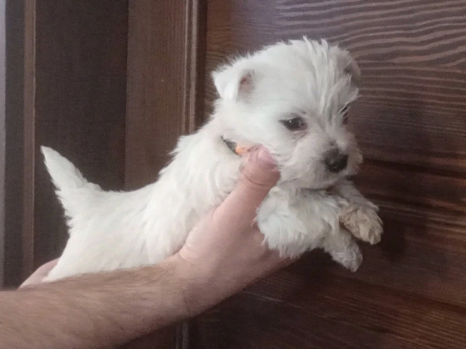 Perros Terrier West Highland White en venta