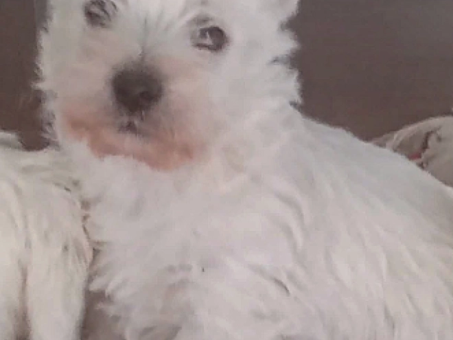 Perros Terrier West Highland White en venta