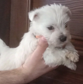 Perros Terrier West Highland White en venta