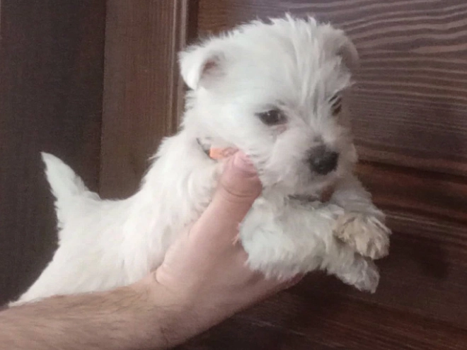 Perros Terrier West Highland White en venta