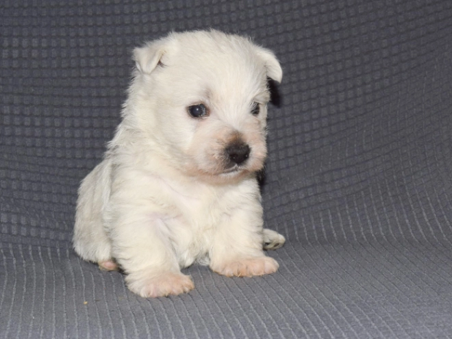 Perros Terrier West Highland White en venta