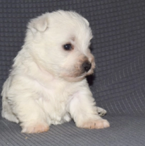 West Highland White Terrier Welpe zu verkaufen