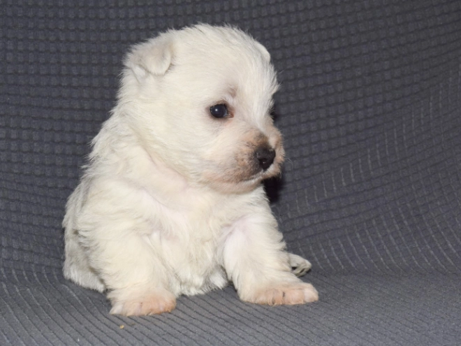 Perros Terrier West Highland White en venta