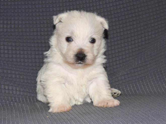 Perros Terrier West Highland White en venta