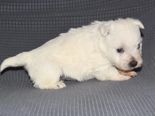 Perros Terrier West Highland White en venta