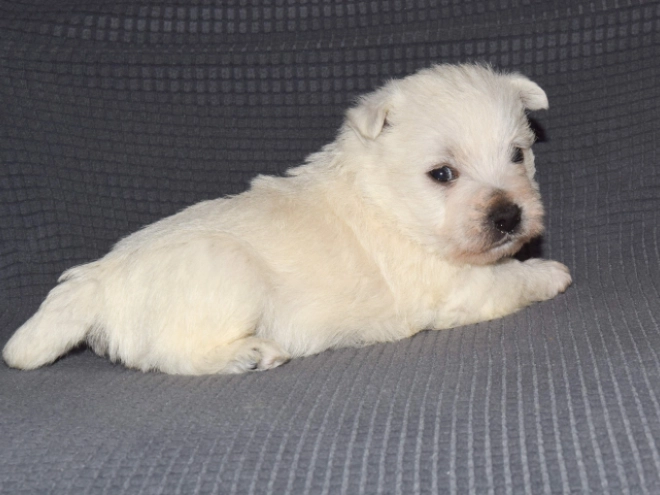 Perros Terrier West Highland White en venta