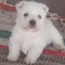 West Highland White Terrier puppy for sale