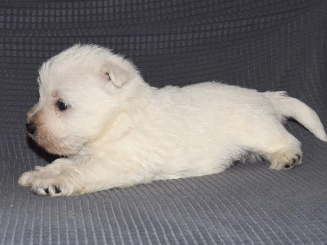 West Highland White Terrier Welpe zu verkaufen