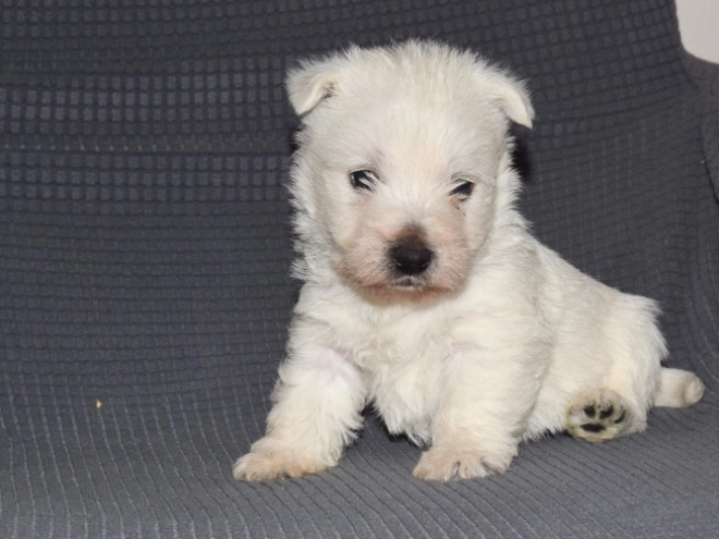 West Highland White Terrier Welpe zu verkaufen
