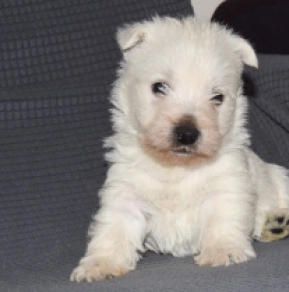 West Highland White Terrier Welpe zu verkaufen