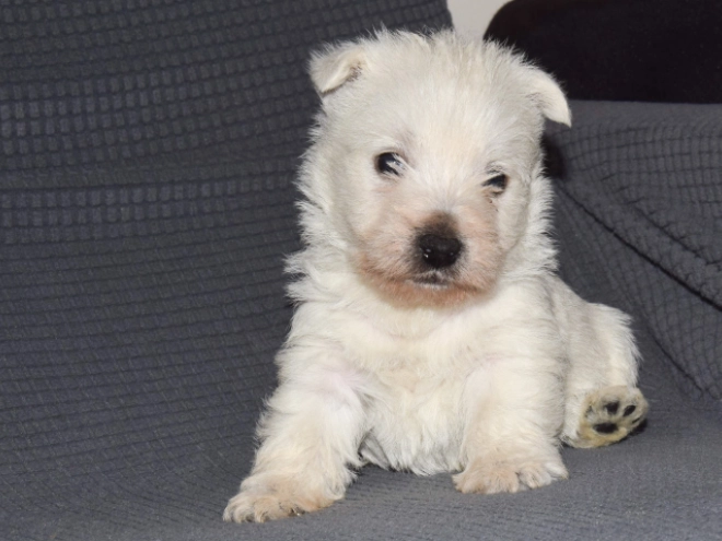 West Highland White Terrier Welpe zu verkaufen