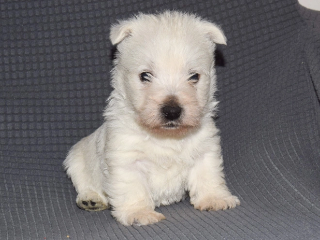 West Highland White Terrier Welpe zu verkaufen