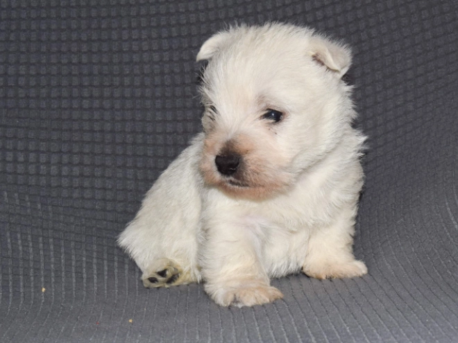 West Highland White Terrier Welpe zu verkaufen