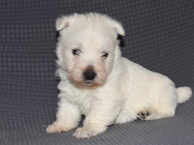 West Highland White Terrier Welpe zu verkaufen