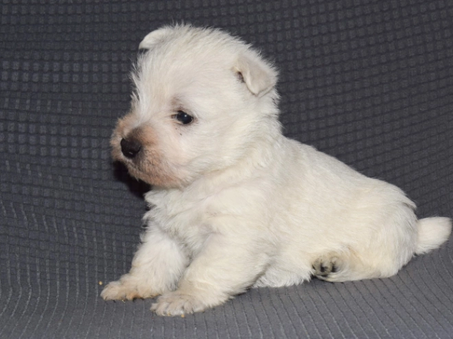 West Highland White Terrier Welpe zu verkaufen