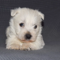 West Highland White Terrier puppy for sale