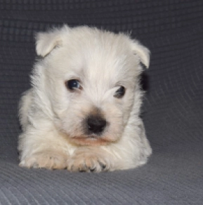 Perros Terrier West Highland White en venta