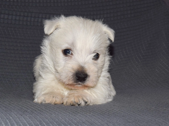 West Highland White Terrier puppy for sale