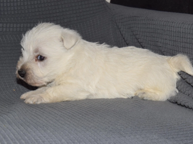 West Highland White Terrier puppy for sale